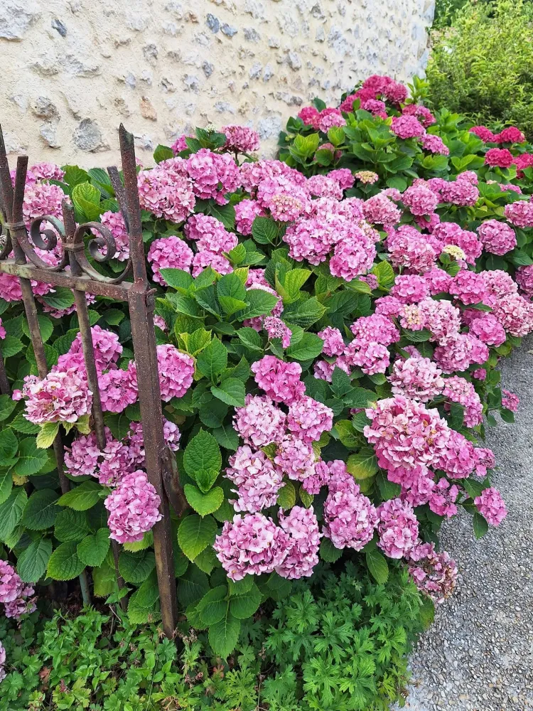 fleur jardin