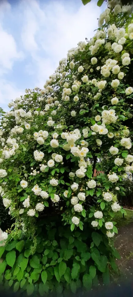 Rosier